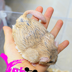 Hamster đuôi mập fattail