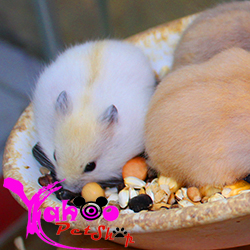 hamster-trắng sọc vàng