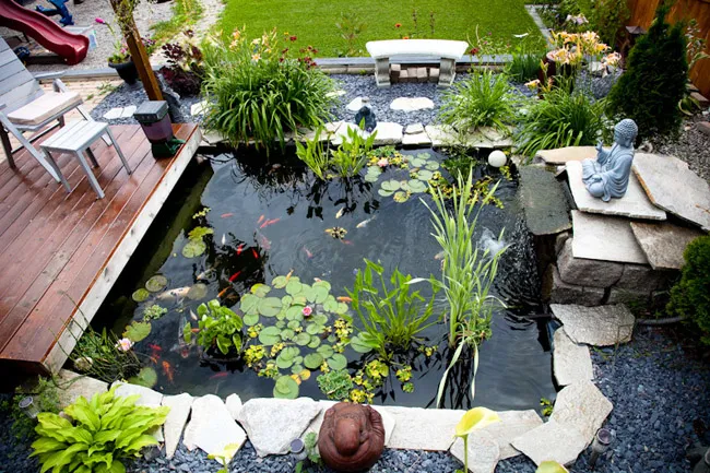 Hệ thống lọc và chất lượng nước quyết định sức khỏe của đàn cá