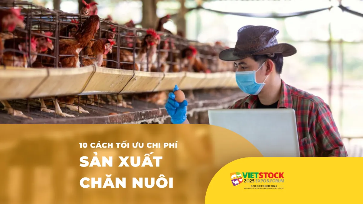 Cách Thức Nuôi Bò Đạt Hiệu Quả Cao Và Tối Ưu Chi Phí