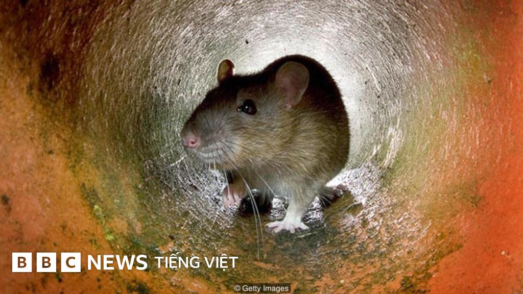 Chuột Nhà Và Chuột Cống: Phân Biệt, Mối Nguy, Và Giải Pháp Kiểm Soát Toàn Diện