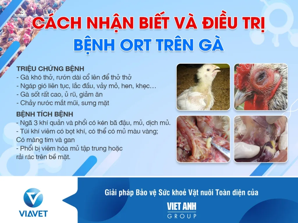 Điều Trị Sán Chó Mèo Hiệu Quả Và Toàn Diện Nhất