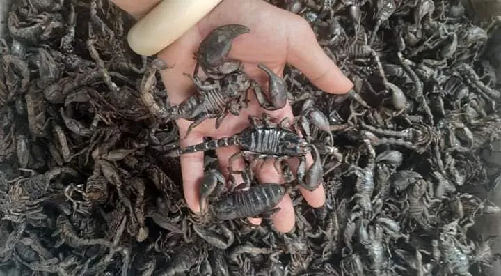 Nuôi bọ cạp cảnh trong hộp nhựa chuyên dụng với lớp nền bằng mùn dừa ẩm