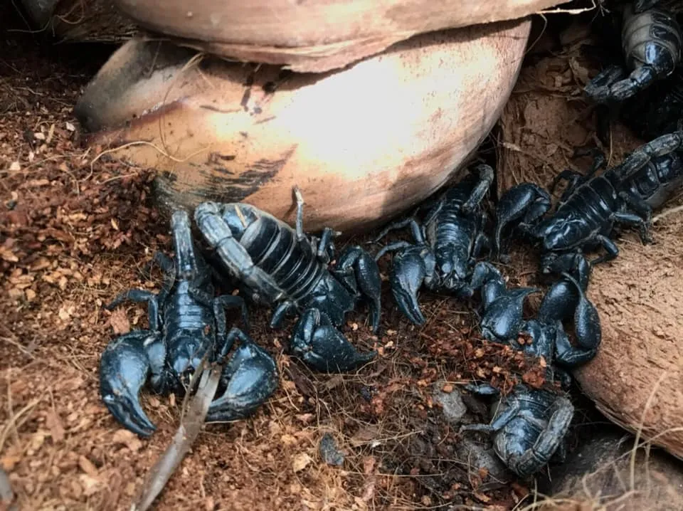 Hình ảnh chi tiết về đặc điểm hình thái và cấu trúc cơ thể của bọ cạp đen