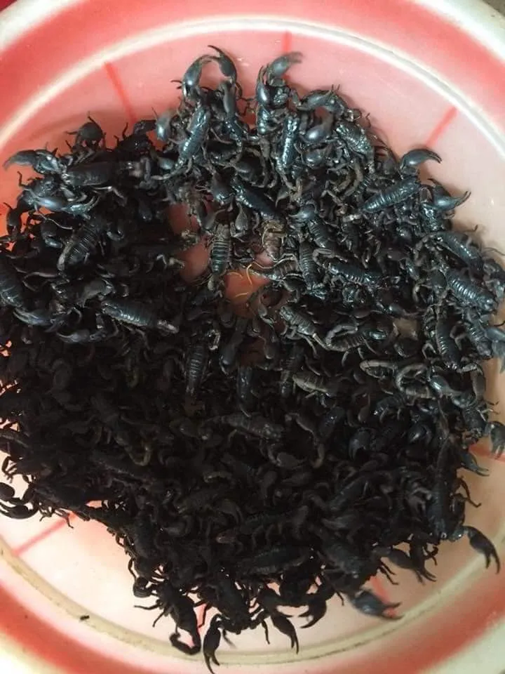 Sản phẩm rượu ngâm bọ cạp và các vị thuốc đông y giúp tăng cường sức khỏe