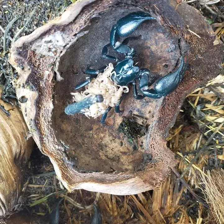 Mô hình nuôi bọ cạp tận dụng các vật liệu tự nhiên làm hang trú ẩn