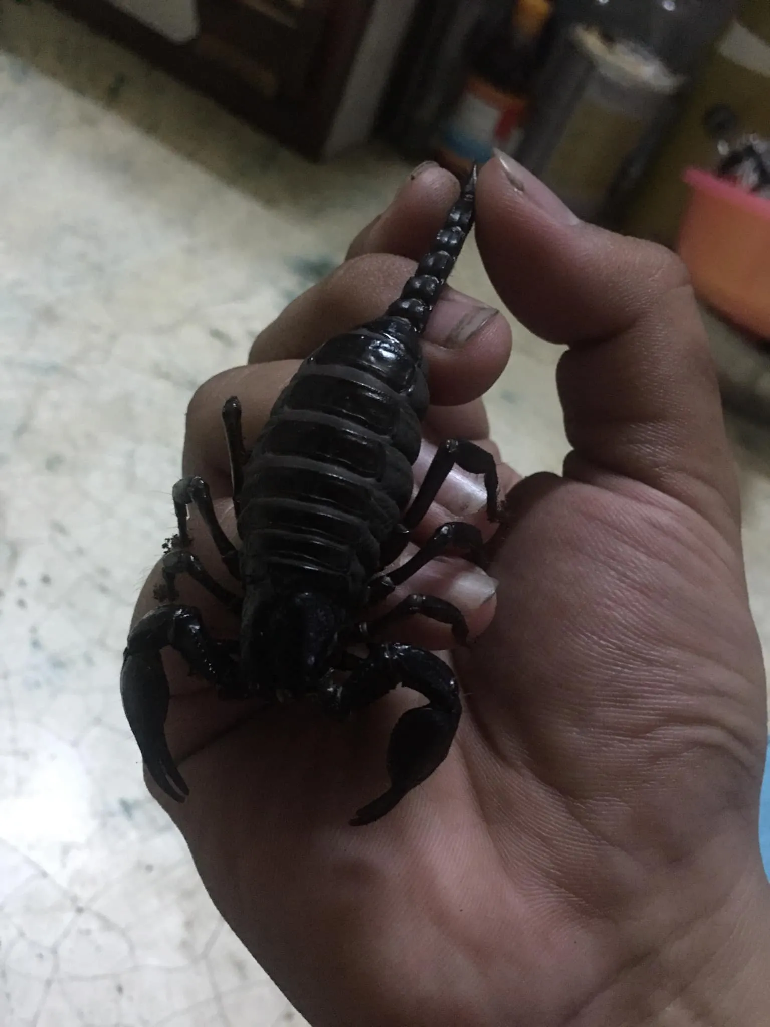 Hệ thống chuồng nuôi bọ cạp bán hoang dã với không gian rộng rãi và thoáng mát