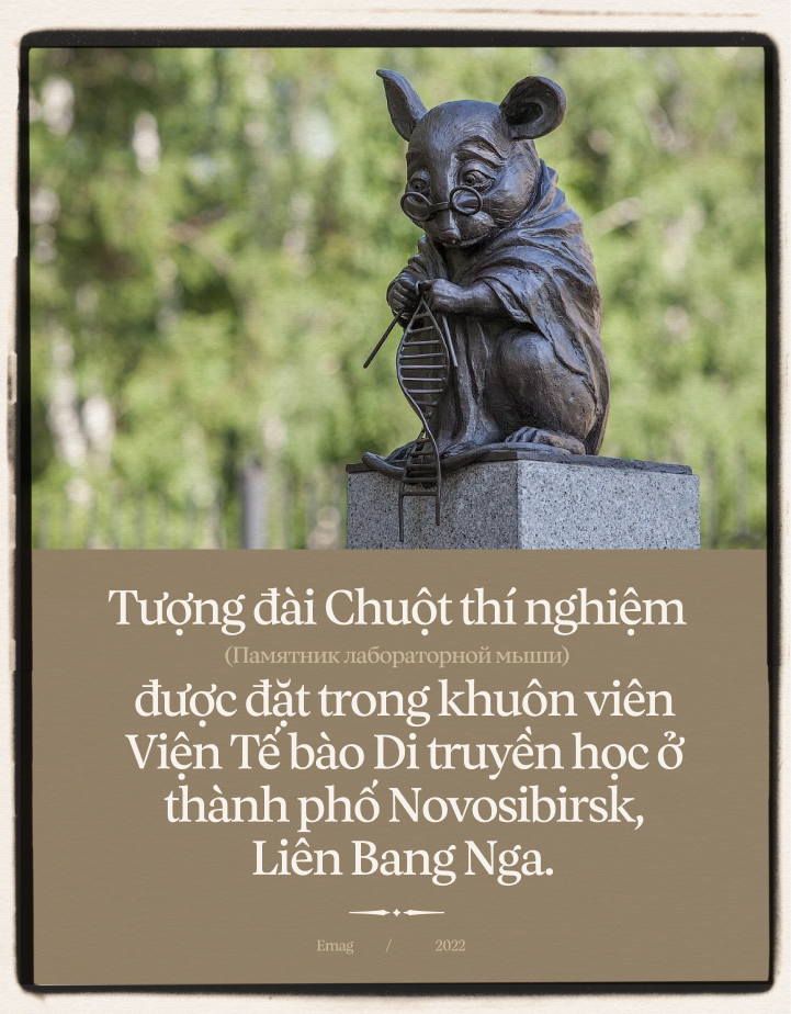 Chuột Hamster Biểu Tượng: Khám Phá Ý Nghĩa Văn Hóa Và Vai Trò Trong Đời Sống