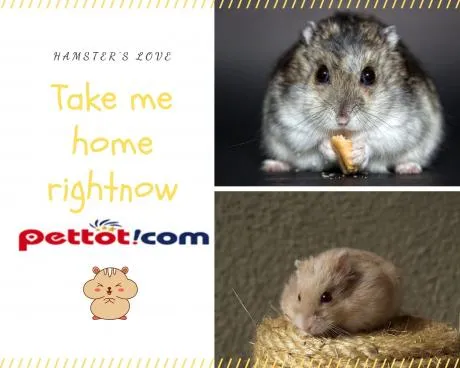 2. Shop bán chuột Hamster giá rẻ ở Hà Nội