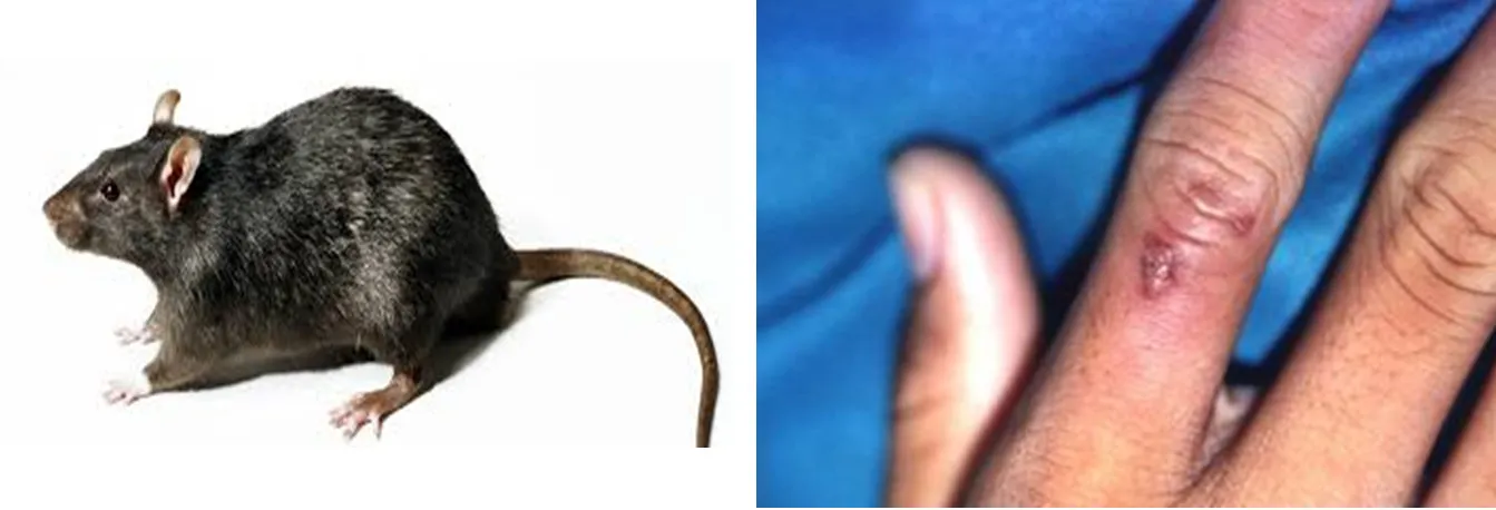 Chuột Chù Cắn Có Sao Không? Nguy Cơ Truyền Nhiễm Và Hướng Xử Lý Khẩn Cấp