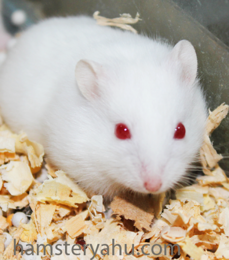 Hamster Albino
