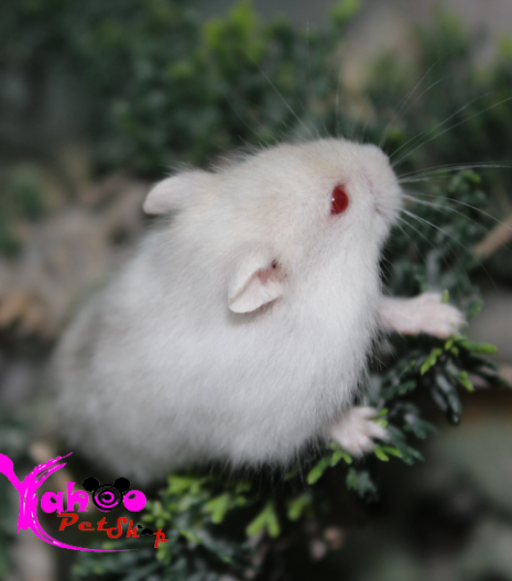 Hamster trắng sọc tím