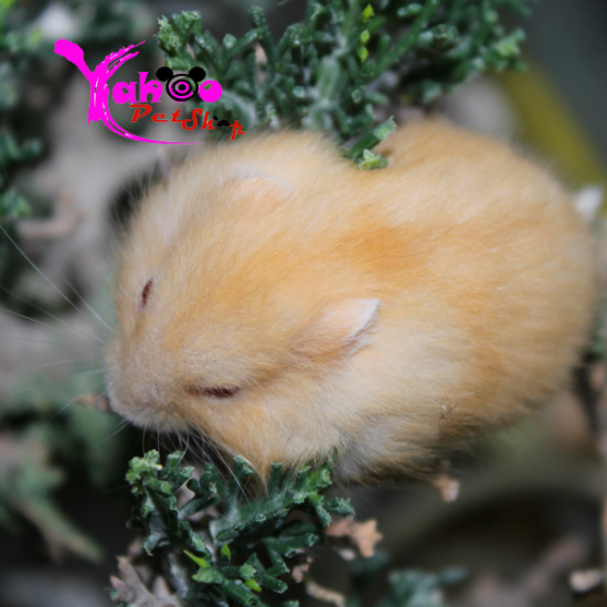 Hamster vàng chanh