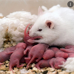 Chuột hamster ăn con