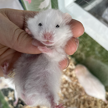 Hamster Bear Xù trắng mắt đen