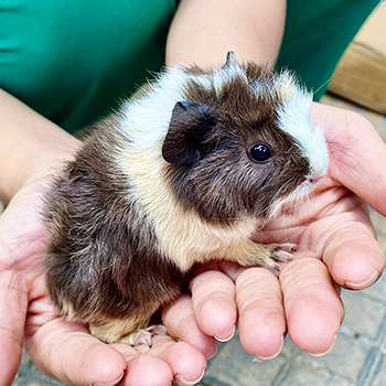 Guinea Pig Aby thuần chủng