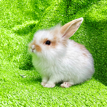 Thỏ tai cụp trắng vàng