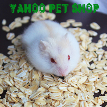 hamster trắng sọc vàng