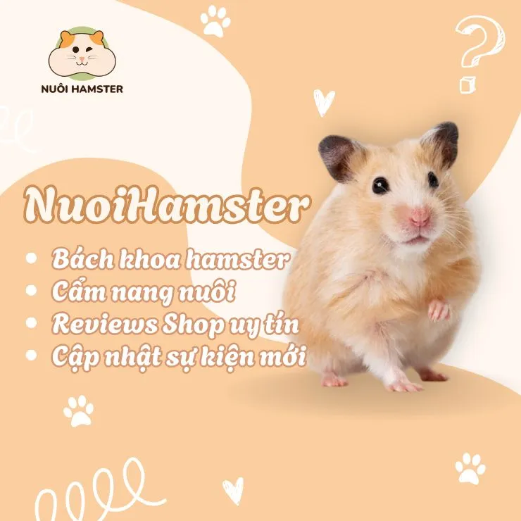 Bán Chuột Hamster Ở Hà Nội: Cẩm Nang Chọn Mua Uy Tín Và Chăm Sóc Đúng Cách