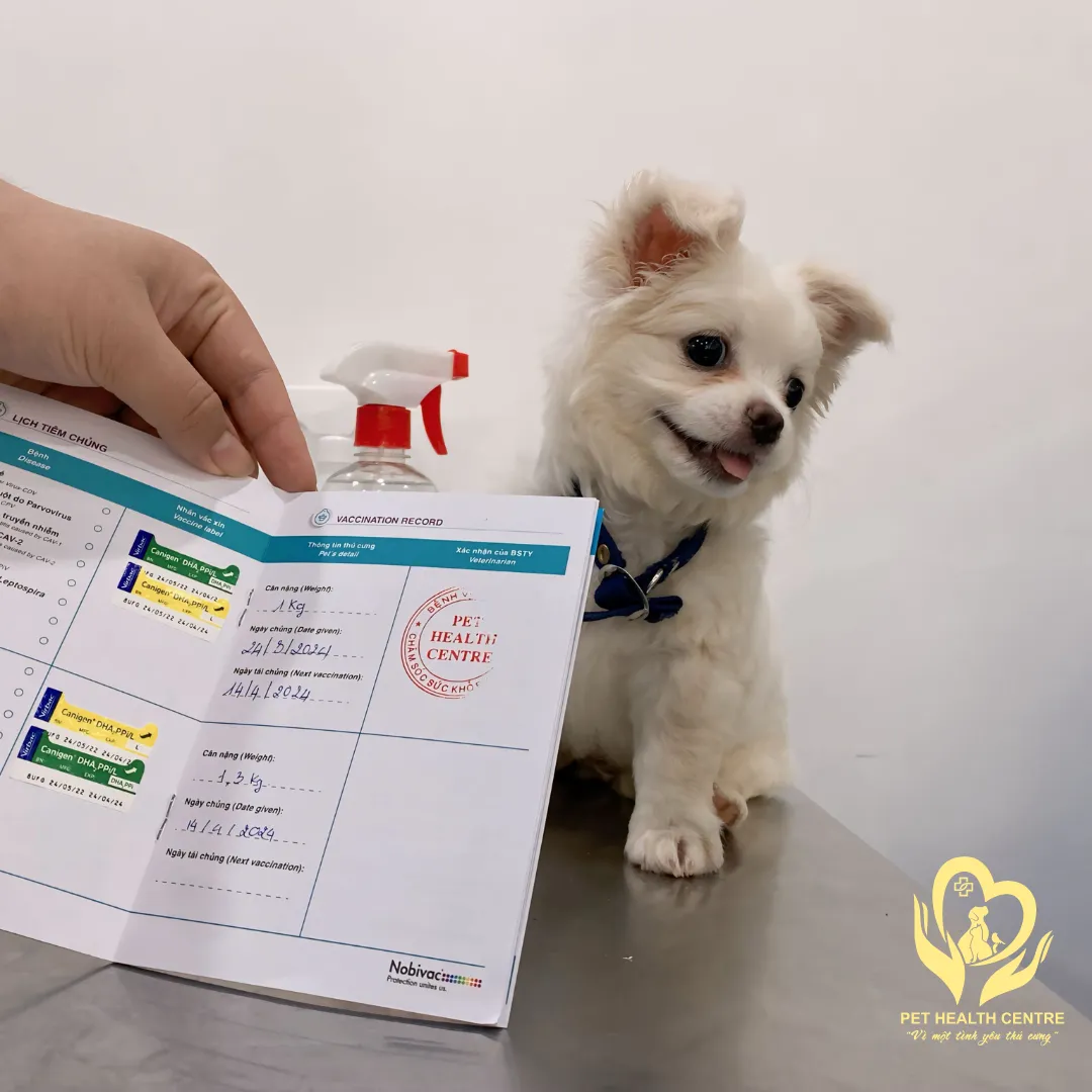 Tiêm Vắc-xin 7 Bệnh Cho Chó: Bảo Vệ Toàn Diện Sức Khỏe Thú Cưng