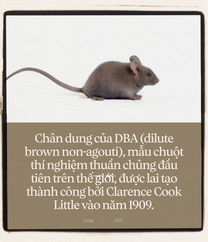 Chuột Túi Nhảy – Giải Mã Cơ Chế Sinh Học Đằng Sau Kỷ Lục Thế Giới