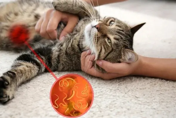 Biểu hiện giun đũa chó mèo