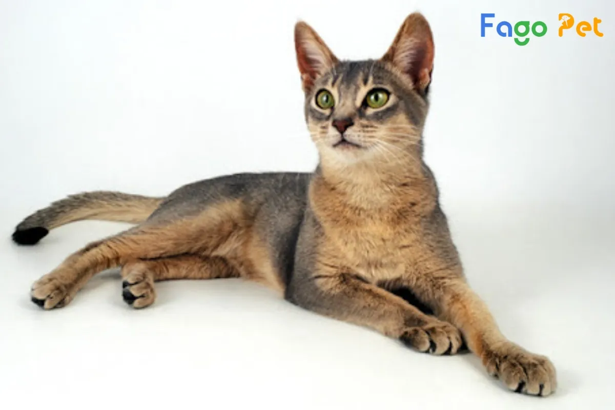 Mèo Abyssinian giá bán tại Việt Nam hiện nay có nhiều phân khúc khác nhau