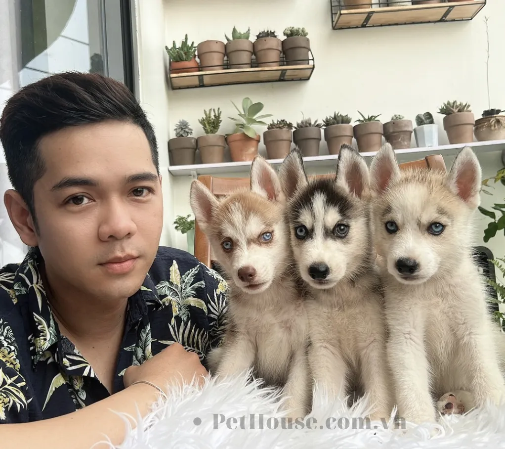 3 bé Husky đáng yêu tại Pet House