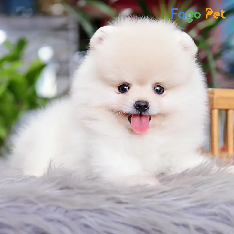 Bán Chuột Hamster TPHCM Giá Rẻ: Tuyệt Chiêu Chọn Shop Uy Tín & Kinh Nghiệm Nuôi