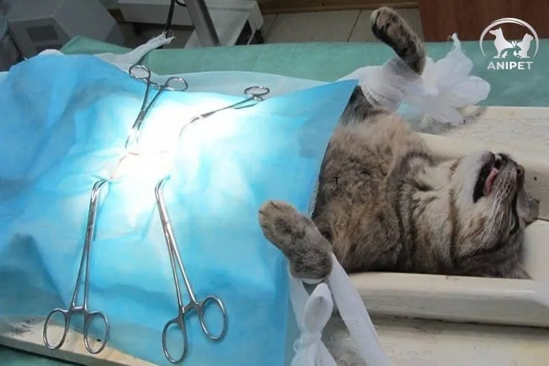 Triệt Sản Chuột Hamster: Lợi Ích, Rủi Ro Và Quy Trình Chăm Sóc Đúng Chuẩn Y Khoa