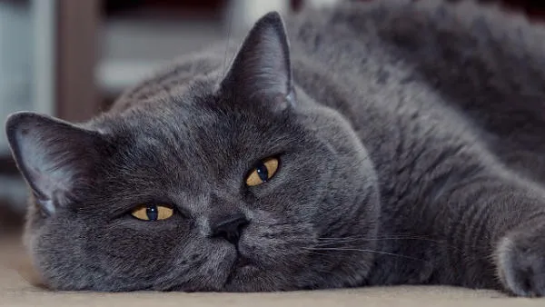 Cách Nuôi Mèo Anh Lông Ngắn Toàn Diện Cho Người Mới Bắt Đầu