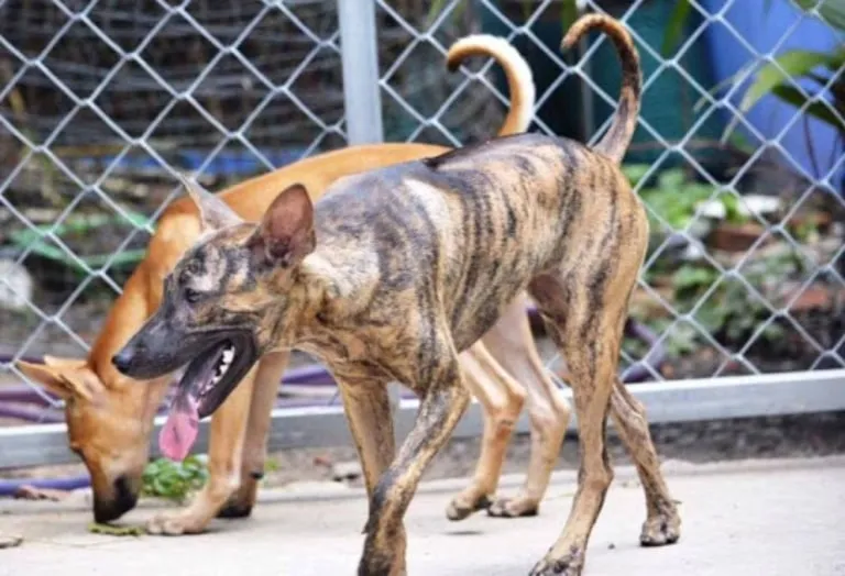 4 chân chó đảo ngọc rất chắc chắn và thon gọn