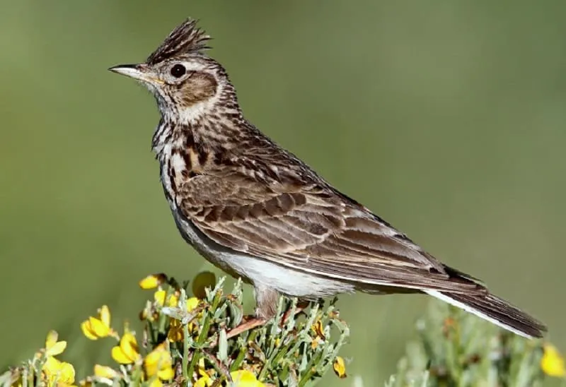 Kỹ thuật lựa chọn chim sơn ca giống khỏe mạnh và có tố chất hót hay