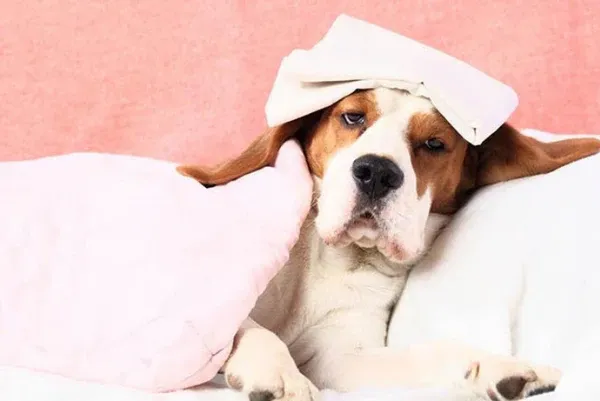 Dấu hiệu chó bị sốt