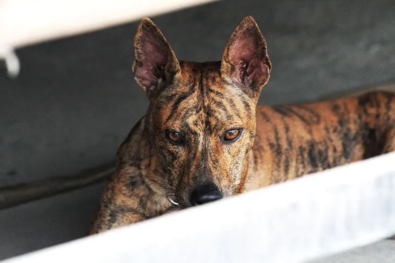 Nhiều người chọn phương pháp chọn lọc nhân tạo để có đời sau ưu tú