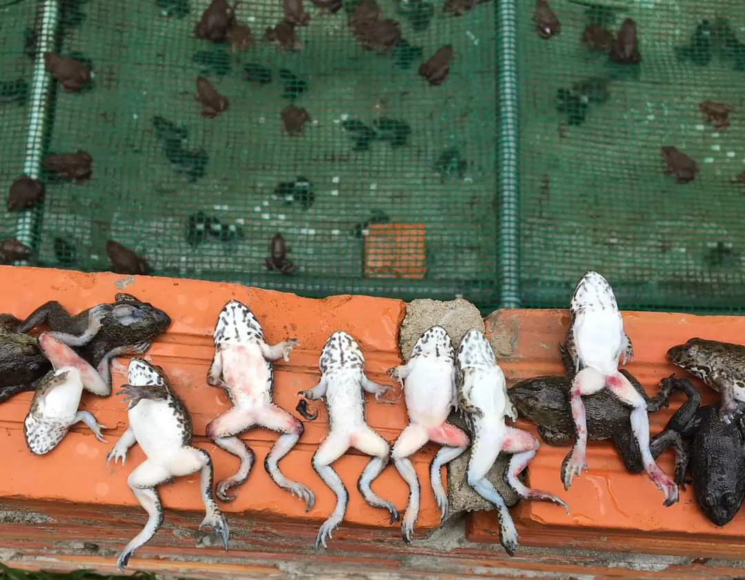 Cách Nuôi Ếch Thịt Đạt Năng Suất Cao Và Hiệu Quả Kinh Tế Bền Vững