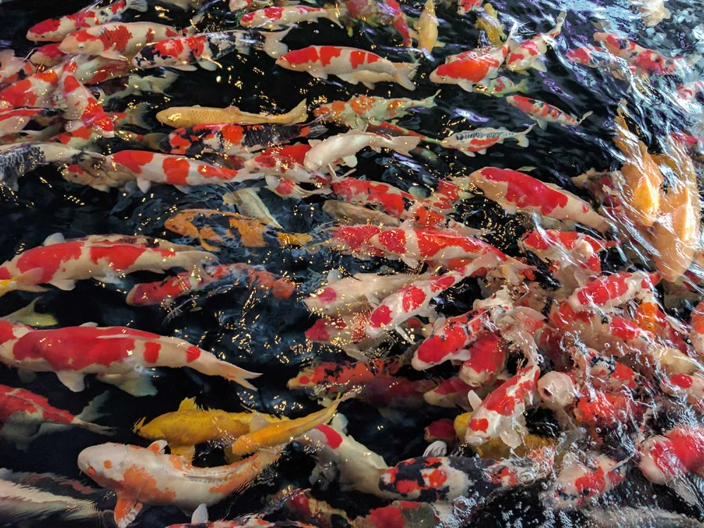 Cung cấp dinh dưỡng đầy đủ là bí quyết giúp cá koi có màu sắc rực rỡ