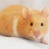 Hamster bear​ đẹp