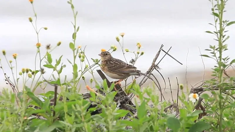 Cách bố trí lồng nuôi và nấm đứng phù hợp cho chim sơn ca biểu diễn