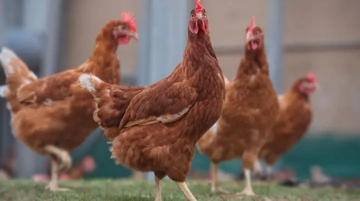 Cách Nuôi Gà Ta Thả Vườn Đạt Hiệu Quả Kinh Tế Cao Nhất