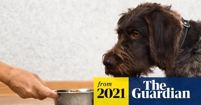 Chó Có Được Ăn Tôm Không? Hướng Dẫn Chi Tiết Từ Chuyên Gia