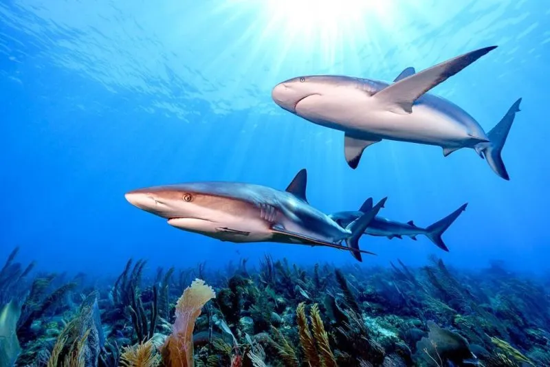 Cách Nuôi Cá Đá Đẻ Thành Công Và Bảo Tồn Thế Hệ Cá Con