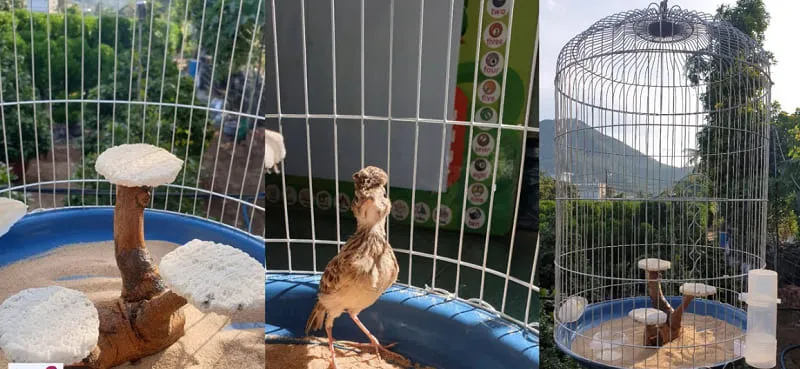 Bổ sung dinh dưỡng và canxi giúp chim sơn ca sinh sản đạt hiệu quả cao