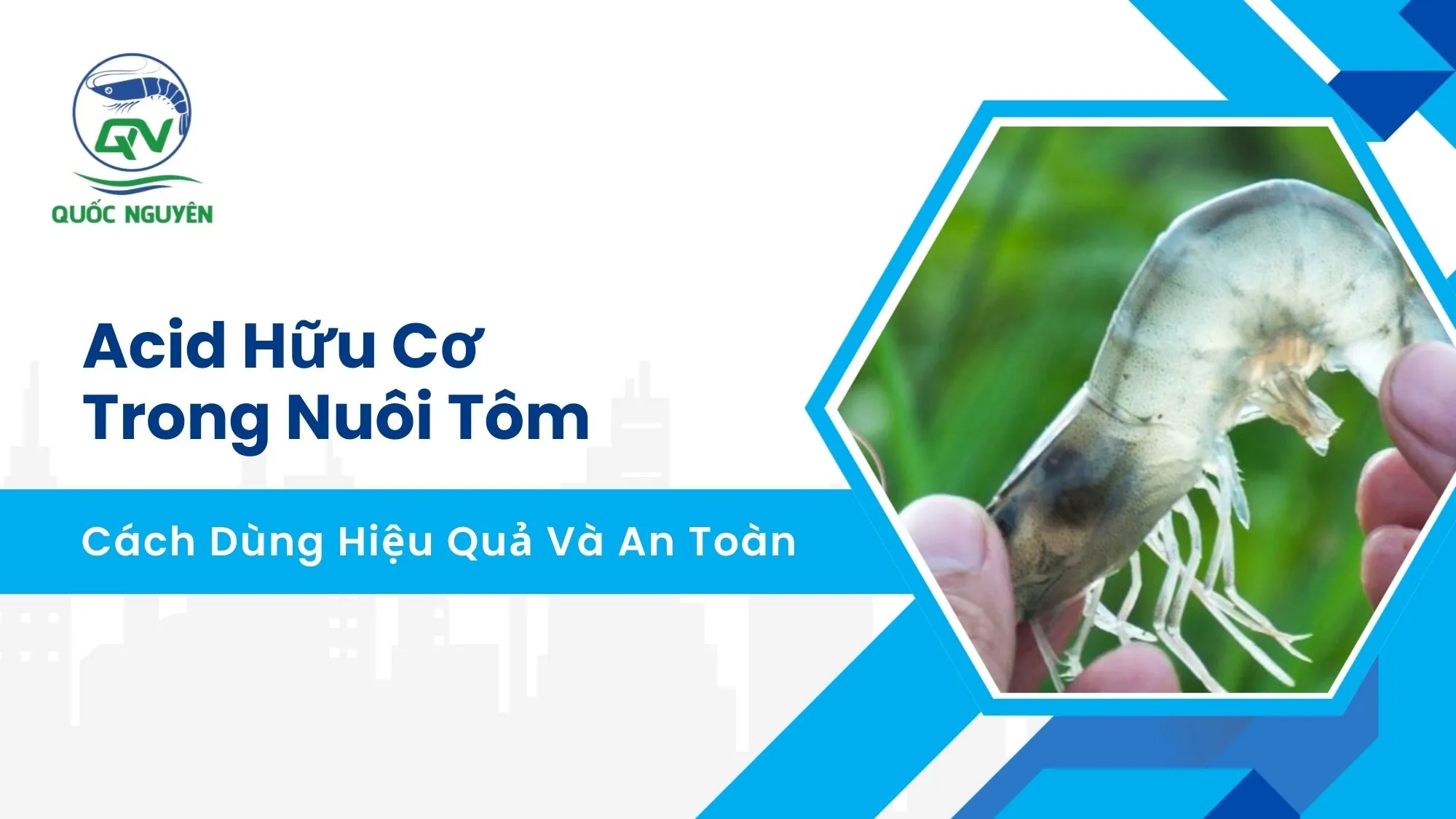 Cách Nuôi Tôm Sú Công Nghiệp Đạt Năng Suất Vượt Trội
