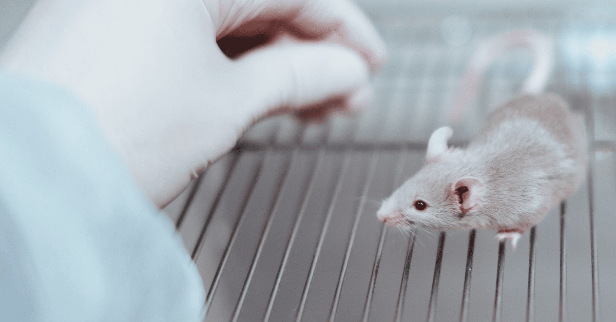 Chuột Hamster Mắc Bệnh Gì? Dấu Hiệu, Cách Điều Trị Và Phòng Ngừa Bệnh Thường Gặp