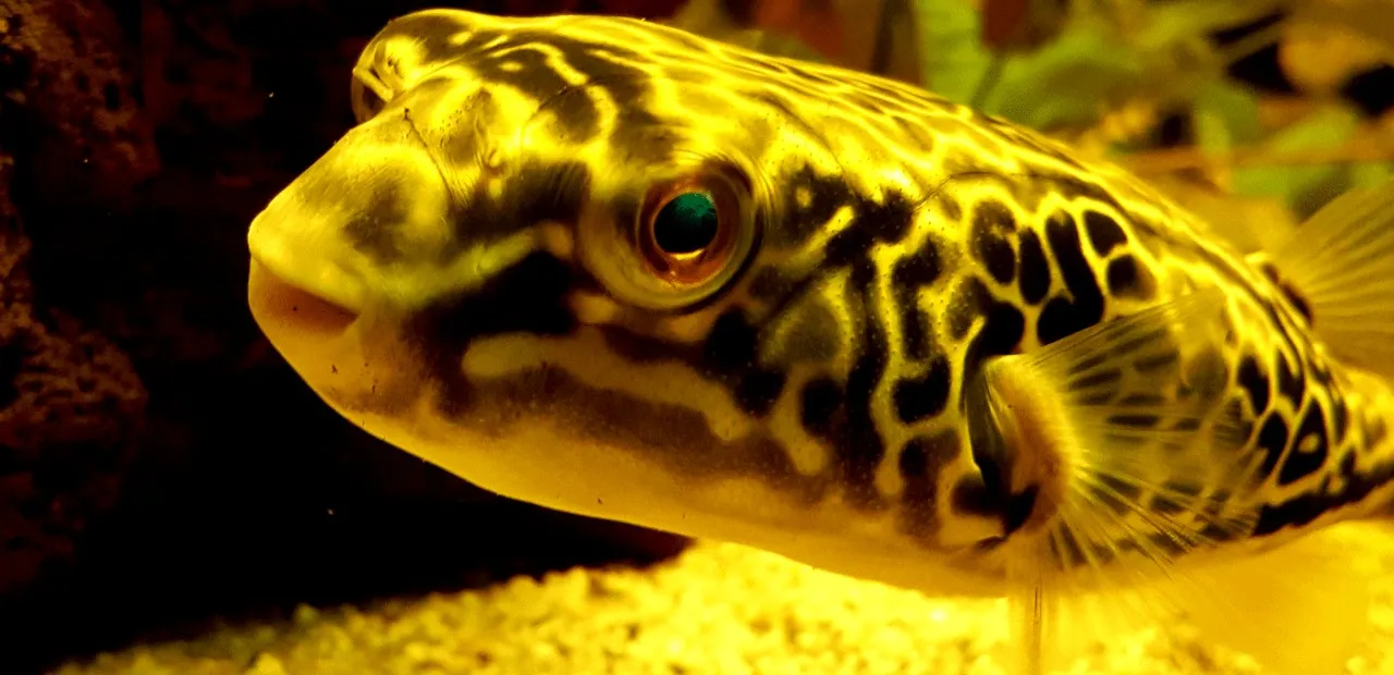 Cách Nuôi Cá Nóc Cảnh Khỏe Mạnh: Hướng Dẫn Chi Tiết Từ A Đến Z