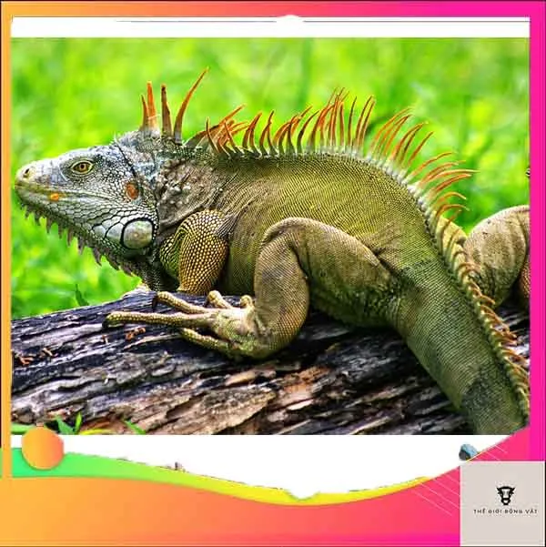 Con Chuột Nhắt – Đặc Điểm Sinh Học Và Các Biện Pháp Kiểm Soát Hiệu Quả