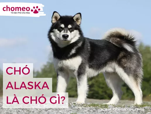 Chó Phốc Sóc Màu Black Tan: Đặc Điểm, Giá Bán Và Kinh Nghiệm Chăm Sóc