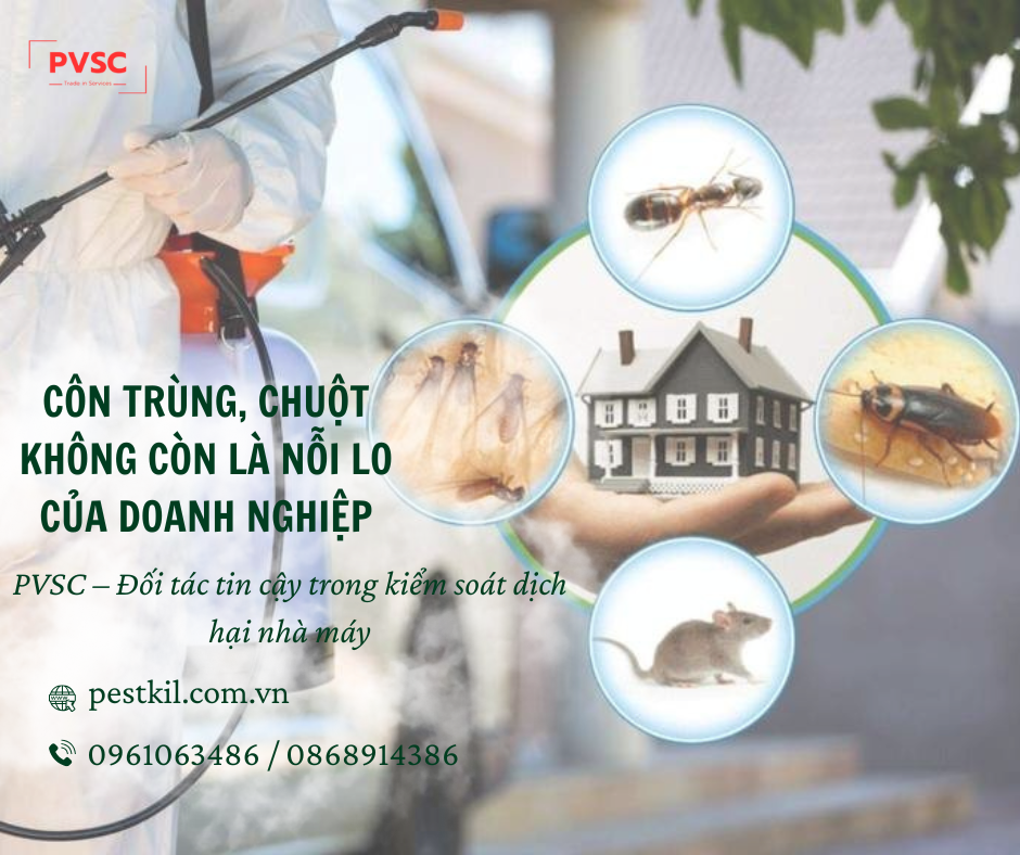 Diệt Chuột Cống Và Kiểm Soát Dịch Hại Toàn Diện Cho Gia Đình