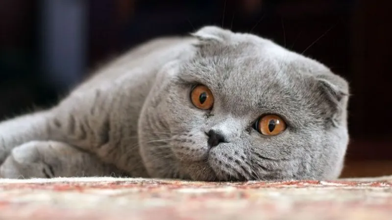 Kinh Nghiệm Nuôi Mèo Anh Lông Ngắn Toàn Diện Tại Việt Nam